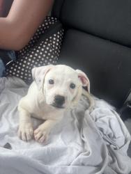 Lost Female Dog last seen hemlock trace, Ocala, FL 34472
