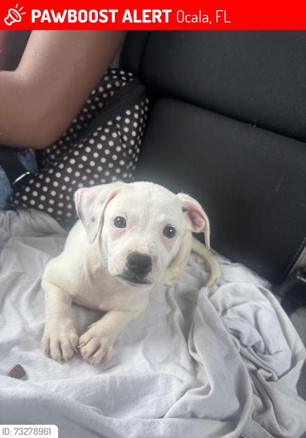 Lost Female Dog last seen hemlock trace, Ocala, FL 34472