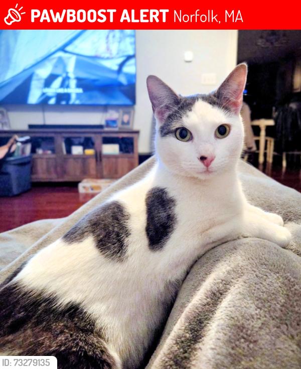 Lost Male Cat last seen Canterberry Lane and Sweetwater Farm Rd., Norfolk, MA 02056