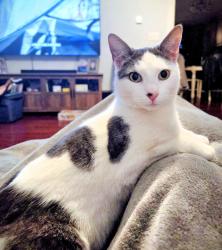 Lost Male Cat last seen Canterberry Lane and Sweetwater Farm Rd., Norfolk, MA 02056