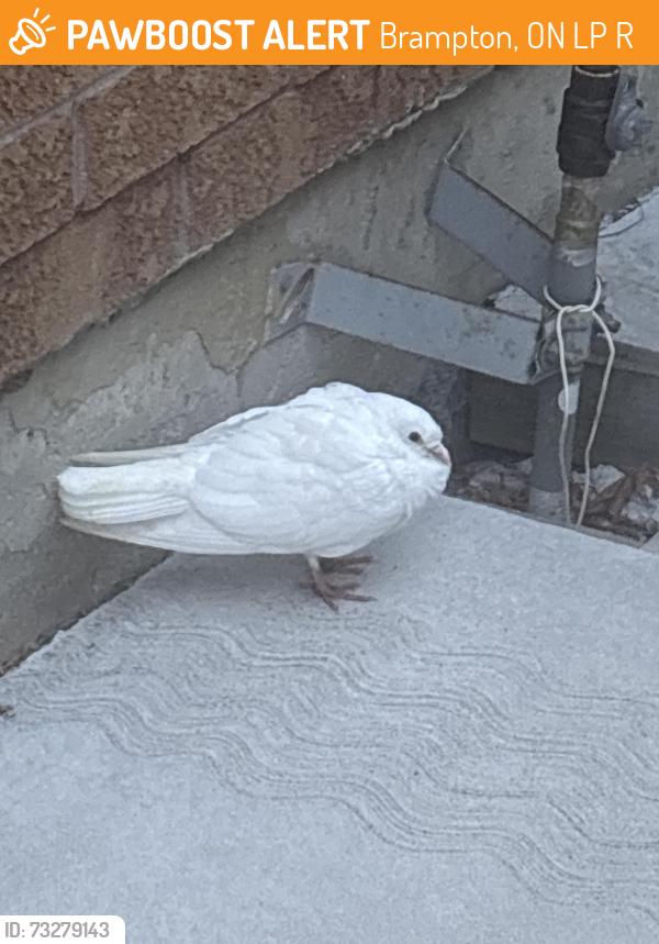 Found/Stray Unknown Bird last seen Gallucci cres, Brampton, ON L6P 1R2