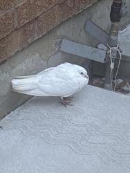 Found/Stray Unknown Bird last seen Gallucci cres, Brampton, ON L6P 1R2
