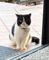 Lost Female Cat last seen Indianapolis Ave, Huntington Beach, CA 92646