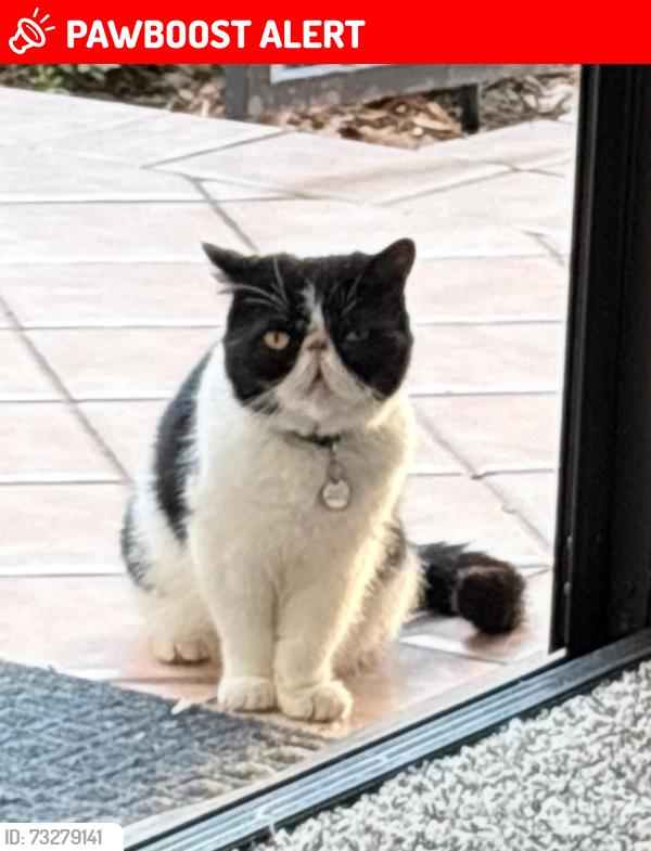 Lost Female Cat last seen Indianapolis Ave, Huntington Beach, CA 92646
