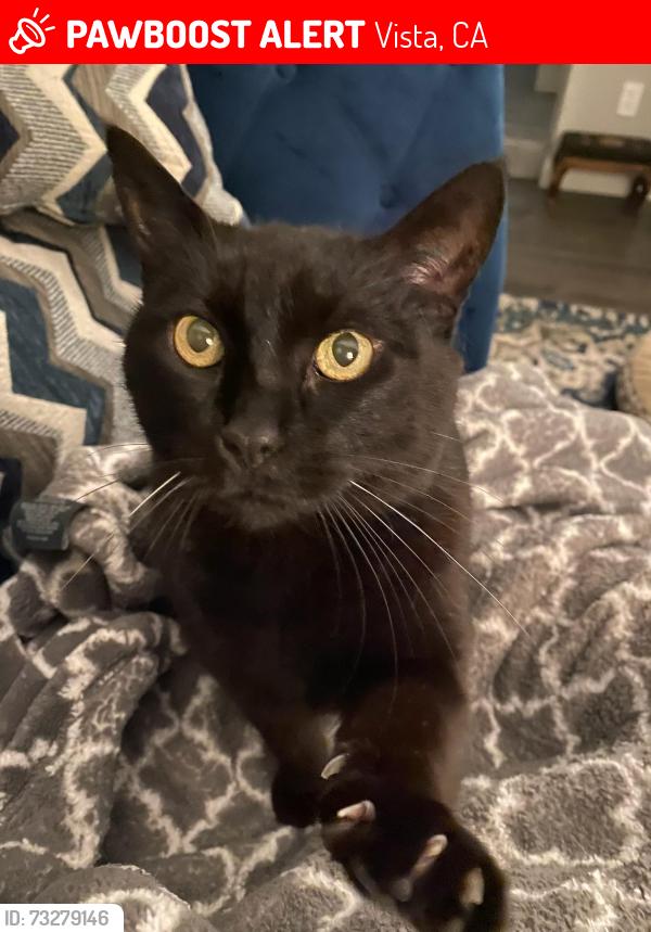 Lost Female Cat last seen Marbella Drive, Vista, CA 92081, Vista, CA 92081