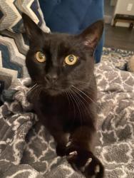 Lost Female Cat last seen Marbella Drive, Vista, CA 92081, Vista, CA 92081