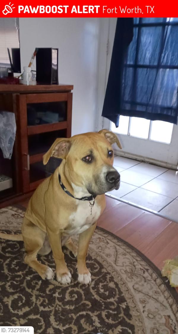 Lost Female Dog last seen Beach Street and 1st Street, Fort Worth, TX 76111