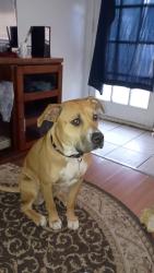 Lost Female Dog last seen Beach Street and 1st Street, Fort Worth, TX 76111