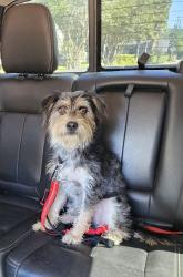 Found/Stray Male Dog last seen Kirkwood dr., houston, Houston, TX 77077