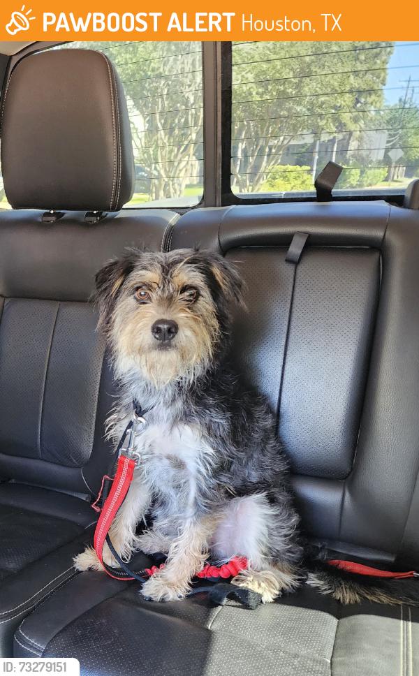 Found/Stray Male Dog last seen Kirkwood dr., houston, Houston, TX 77077