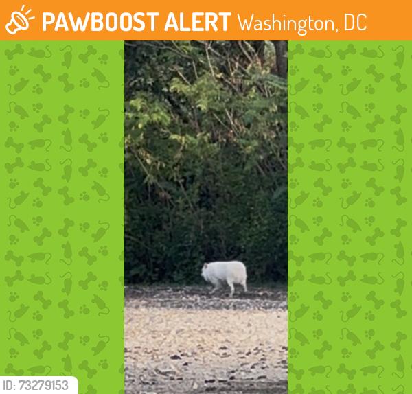 Found/Stray Unknown Dog last seen On Gallaudet university campus, Washington, DC 20002