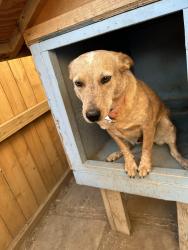 Lost Female Dog last seen Emerald sun, San Antonio, TX 78245