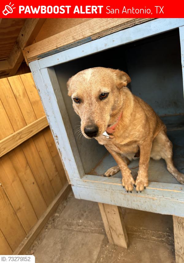 Lost Female Dog last seen Emerald sun, San Antonio, TX 78245