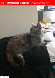 Lost Female Cat last seen Sheridan, Minneapolis, MN 55411