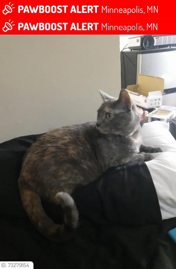 Lost Female Cat last seen Sheridan, Minneapolis, MN 55411