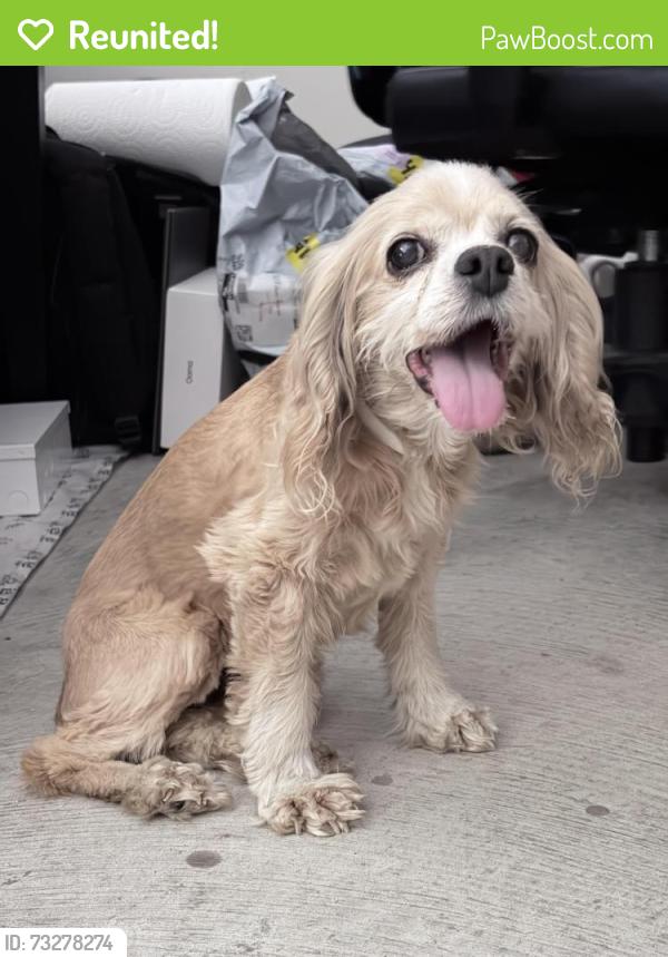 Reunited Female Dog last seen Oak Mist Ln, Magnolia, TX 77354