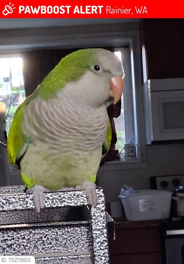 Lost Male Bird last seen Golphnee Loop & Binghampton St, Rainier, WA 98576