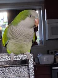Lost Male Bird last seen Golphnee Loop & Binghampton St, Rainier, WA 98576