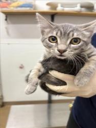 Shelter Stray Female Cat last seen 2ND ST, 16 Barnes Ct, Hayward, CA 94544, USA