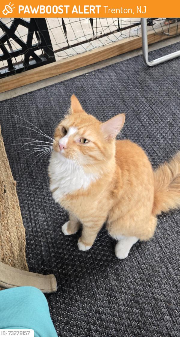 Surrendered Male Cat last seen Mulberry St and Stokes Alley Trenton, Trenton, NJ 08638