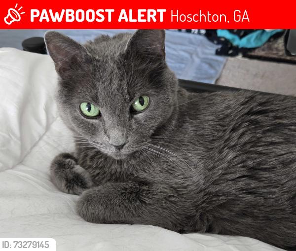 Lost Male Cat last seen Beaver Dam Rd, Hoschton, Ga 30548, Hoschton, GA 30548