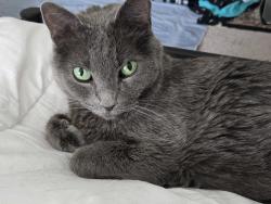 Lost Male Cat last seen Beaver Dam Rd, Hoschton, Ga 30548, Hoschton, GA 30548