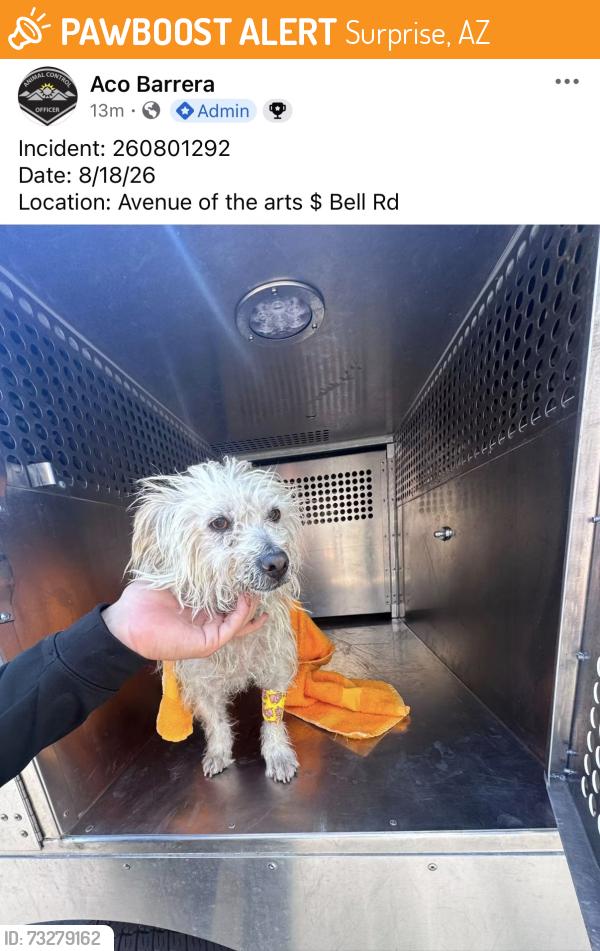 Found/Stray Male Dog last seen 91st Ave and Thunderbird Road, Surprise, AZ 85374