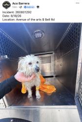 Found/Stray Male Dog last seen 91st Ave and Thunderbird Road, Surprise, AZ 85374