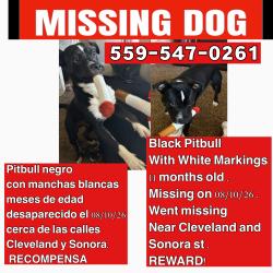 Lost Male Dog last seen Near w Cleveland ave madera ca, Madera, CA 93638