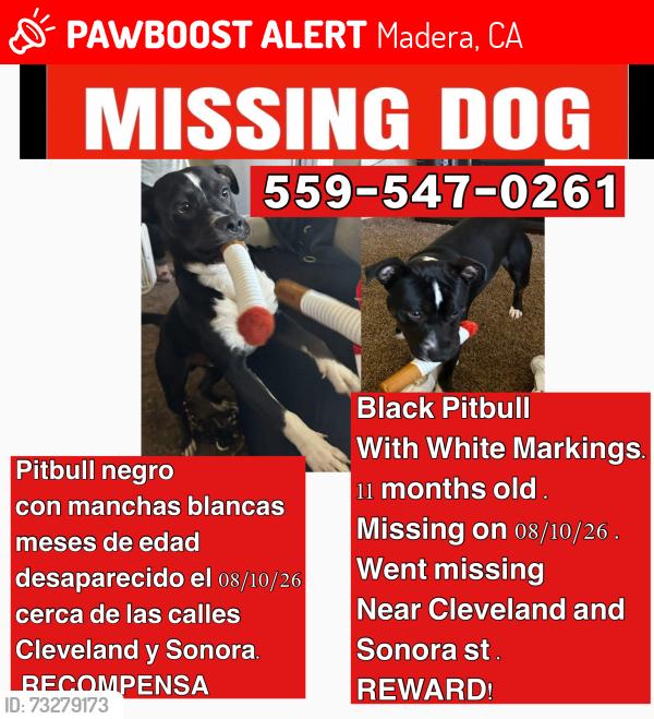 Lost Male Dog last seen Near w Cleveland ave madera ca, Madera, CA 93638