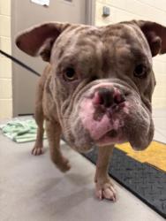 Shelter Stray Male Dog last seen , 232 Eslinger Way, Sanford, FL 32773, USA