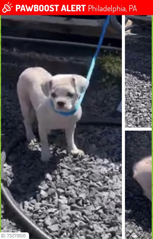 Lost Male Dog last seen Vare and snyder, Philadelphia, PA 19145