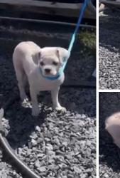 Lost Male Dog last seen Vare and snyder, Philadelphia, PA 19145