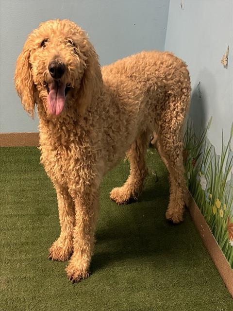Shelter Stray Female Dog last seen , 38550 Sierra Hwy, Palmdale, CA 93550, USA