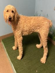 Shelter Stray Female Dog last seen , 38550 Sierra Hwy, Palmdale, CA 93550, USA