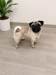 Shelter Stray Female Dog last seen , 38550 Sierra Hwy, Palmdale, CA 93550, USA