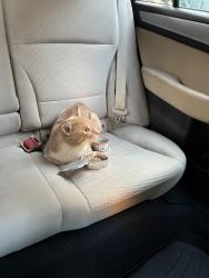 Found/Stray Male Cat last seen w 135th & Lenox, New York, NY 10030