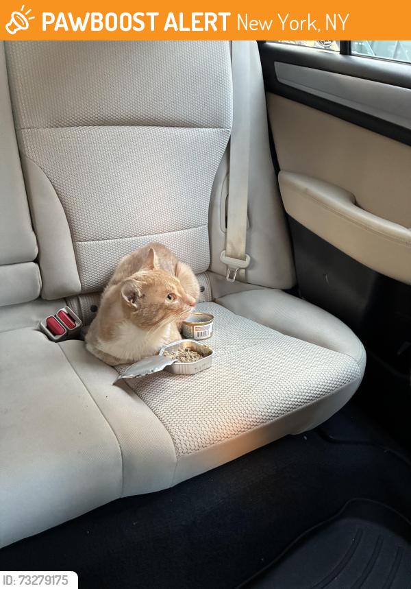 Found/Stray Male Cat last seen w 135th & Lenox, New York, NY 10030