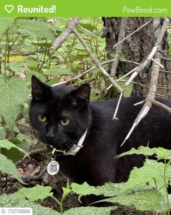 Reunited Male Cat last seen Rogers Road, York, ME 03909