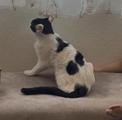 Reunited Male Cat last seen Manchester and broadway, Los Angeles, CA 90003