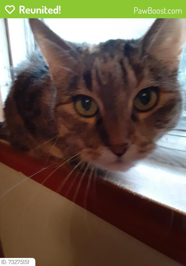 Reunited Female Cat last seen 35th street, Berwyn, IL 60304