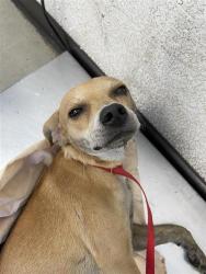 Shelter Stray Male Dog last seen Near BLOCK N COLLEGE AVE, FRESNO CA 93650 1151, 5277 E Airways Blvd, Fresno, CA 93727, USA