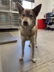 Shelter Stray Male Dog last seen Near BLOCK W ATCHISON ST, FRESNO CA 93706, 5277 E Airways Blvd, Fresno, CA 93727, USA