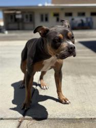 Shelter Stray Female Dog last seen , 31044 Charlie Canyon Rd, Castaic, CA 91384, USA