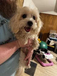 Reunited Male Dog last seen Winesanker Way, Fort Worth, TX 76133, USA, Fort Worth, TX 76133