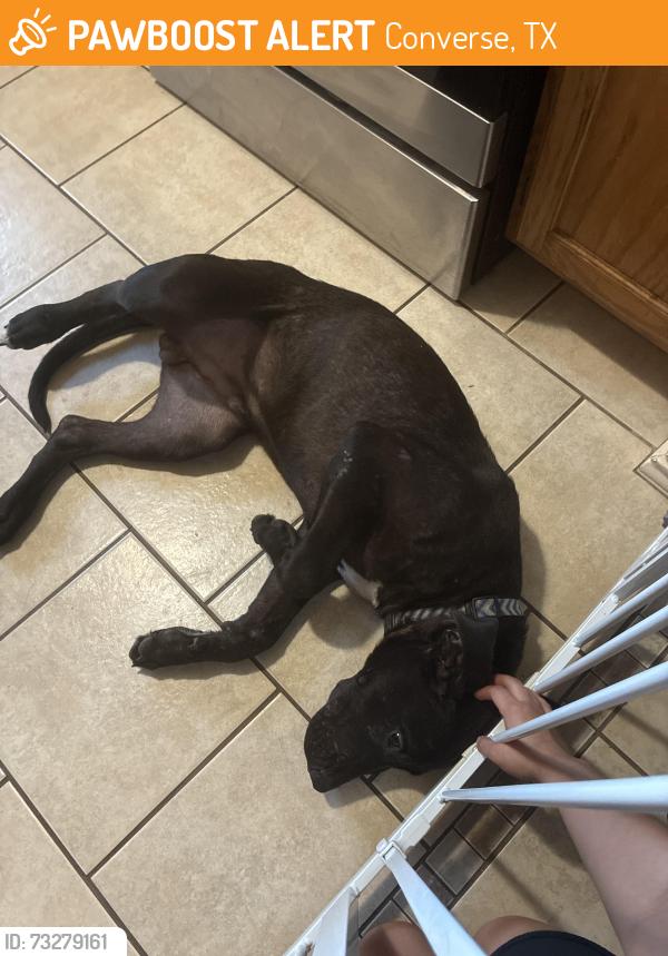 Found/Stray Male Dog last seen Converse north park, Converse, TX 78109