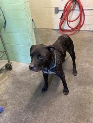 Shelter Stray Male Dog last seen CYPRESS ST & RIO LINDA BLVD, 2127 Front St, Sacramento, CA 95818, USA