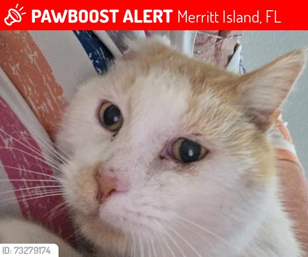 Lost Male Cat last seen Ventian Way, Merritt Island, FL, Merritt Island, FL 32953