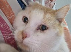 Lost Male Cat last seen Ventian Way, Merritt Island, FL, Merritt Island, FL 32953