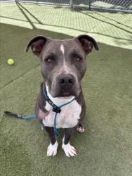 Shelter Stray Male Dog last seen , 11361 W Pico Blvd, Los Angeles, CA 90064, USA